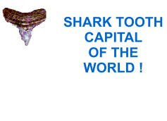 SHARK TOOTHCAPITAL OF THE WORLD !
